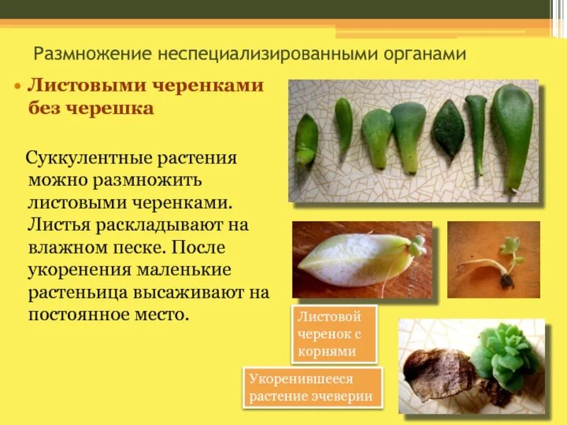 Вегетативное размножение с помощью листьев - Telegraph