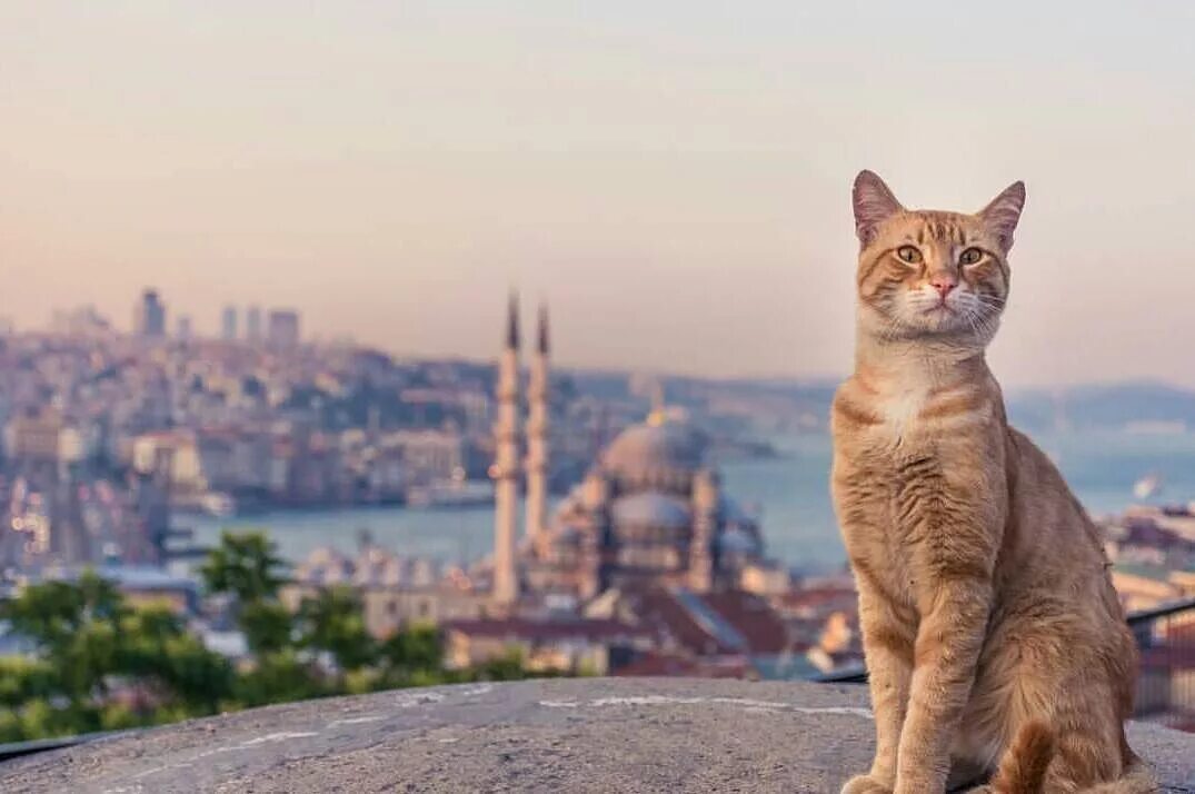 Turkey cats. Город кошек. Кошки в Турции. Городские коты. Стамбул город кошек.