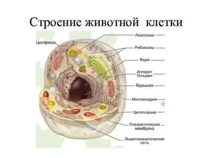 Клетка объяснение