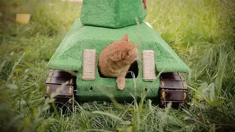 Кот в танке