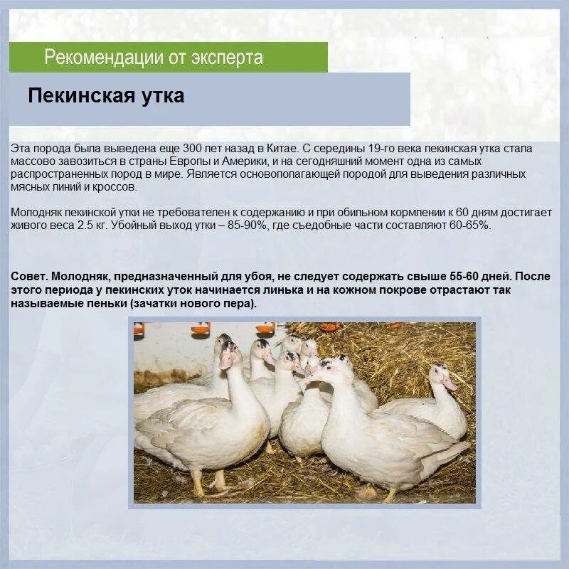 Муларды содержание и уход