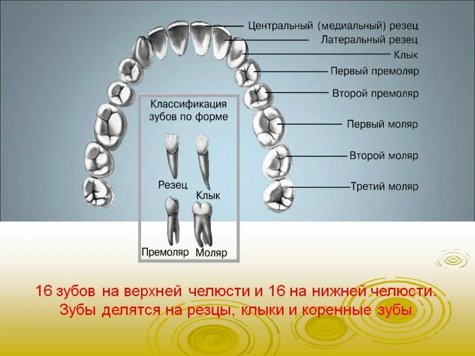 Почему зубы отличаются между собой. Резцы моляры премоляры. Резец клык моляр премоляр. Центральный медиальный резец верхней челюсти. Моляр зуб верхней челюсти.