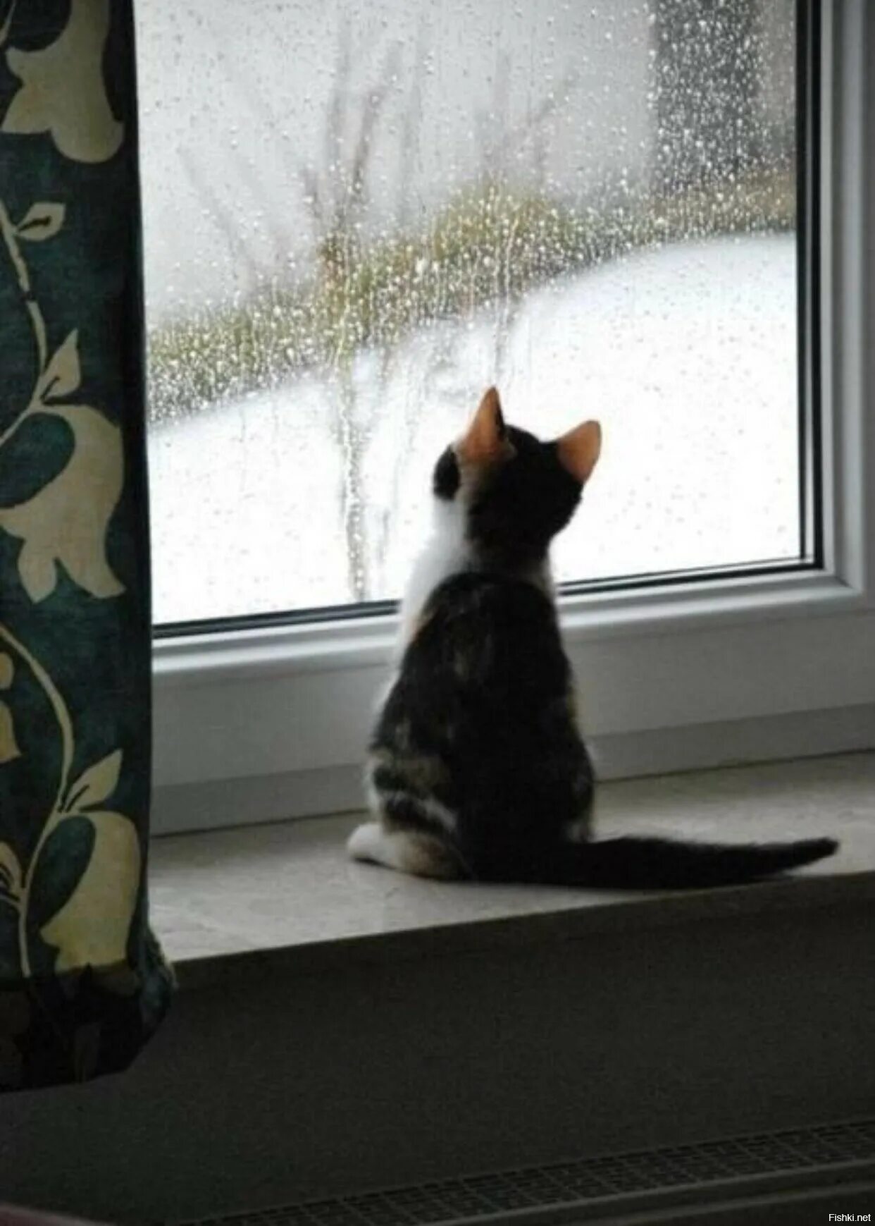 Подхожу к окну и вечер. Кошка на окне. Кошка ждет. Котенок у окна. Котик на подоконнике.