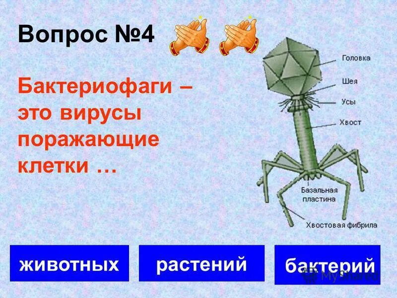 Неклеточные формы жизни вирусы бактерии