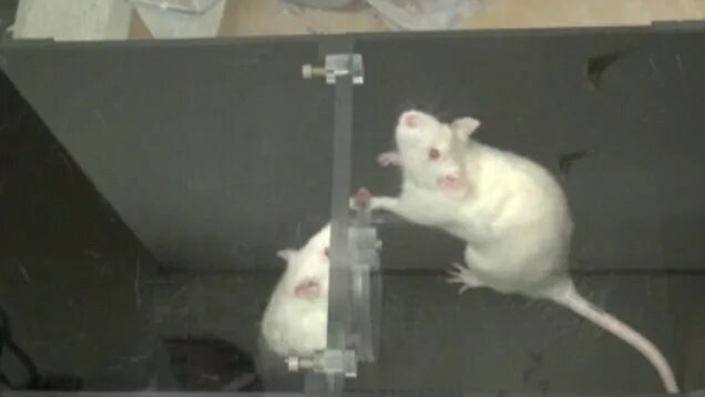 крыса наступает