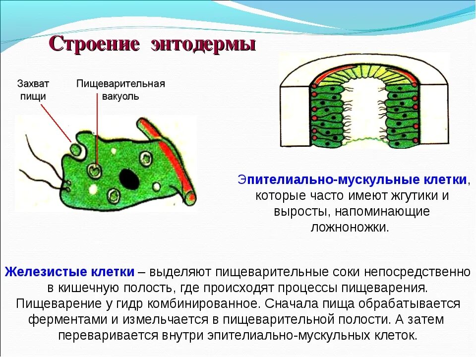 Пищеварительно мускульные клетки энтодермы. Строение кожно мускульной клетки гидры. Строение эпителиально мускульной клетки гидры. Железистые клетки кишечнополостных. Деление клетки гидры