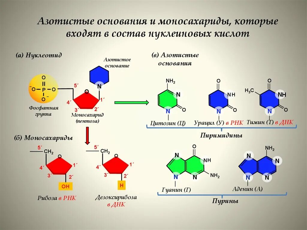 Нуклеотиды белка. Азотистые основания нуклеотидов нуклеиновых кислот. Нуклеотиды и нуклеиновые кислоты. Тип связи между азотистыми основаниями. Дезоксирибонуклеиновая кислота азотистое основание.