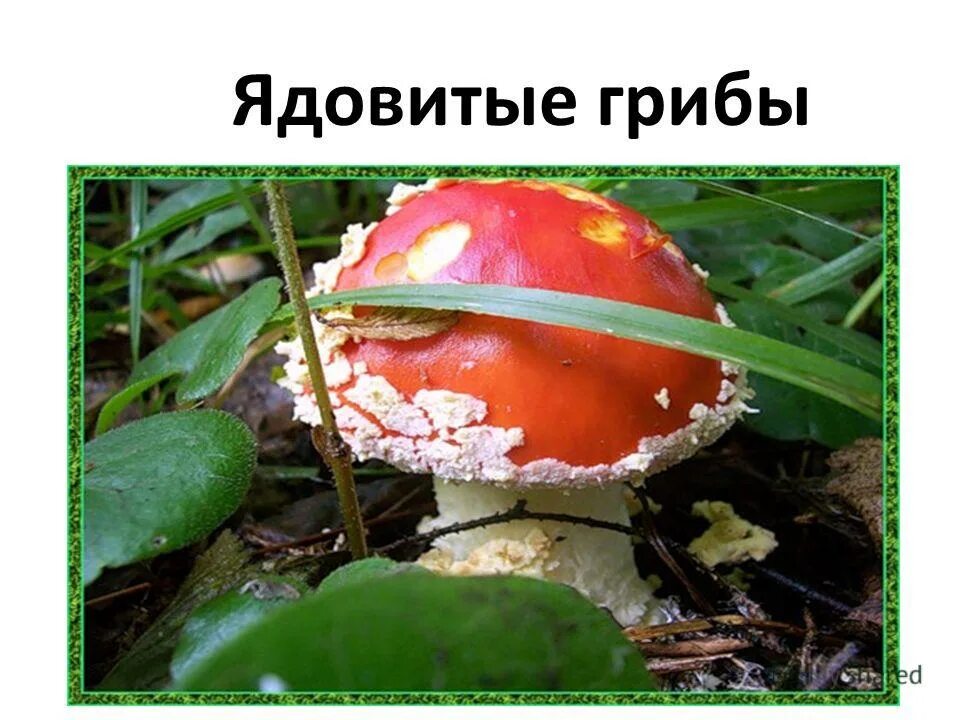 мухомор красный. белая поганка гриб. несъедобные грибы убивают. Agaricus muscarius — красный мухомор. несъедобные грибы убивают.