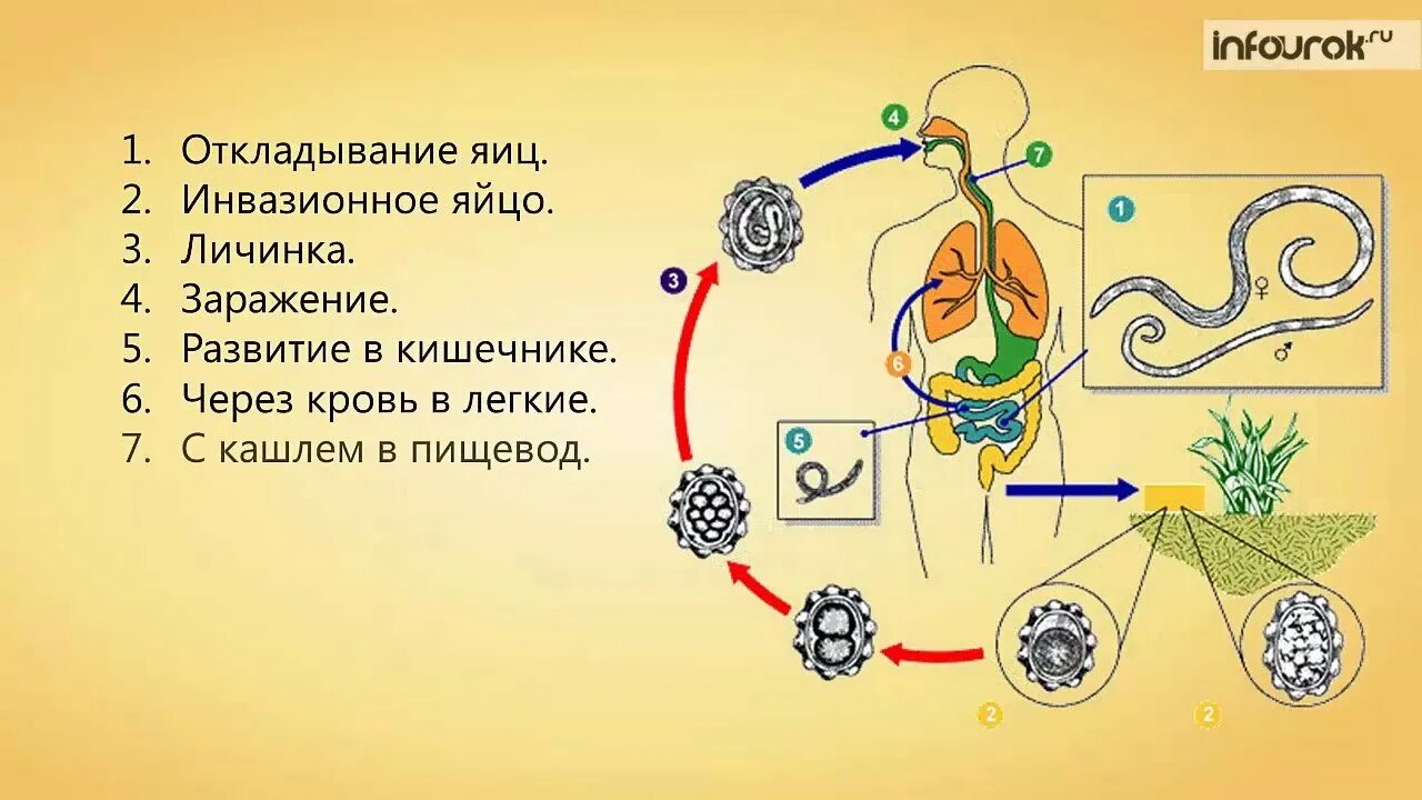 Установите последовательность происходящих при размножении человека. Круглые черви жизненный цикл аскариды. Схема развития человеческой аскариды. Цикл развития круглых червей схема. Цикл развития аскариды схема.