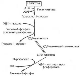 Нарушение обмена галактозы клинические рекомендации