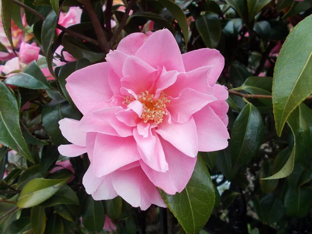 Когда цветет камелия 1. Камелия салуенская (camellia saluenensis). камелия японская нуччос перл. камелия японская &#039;adolphe audusson&#039;. камелия нуччос перл комнатная.