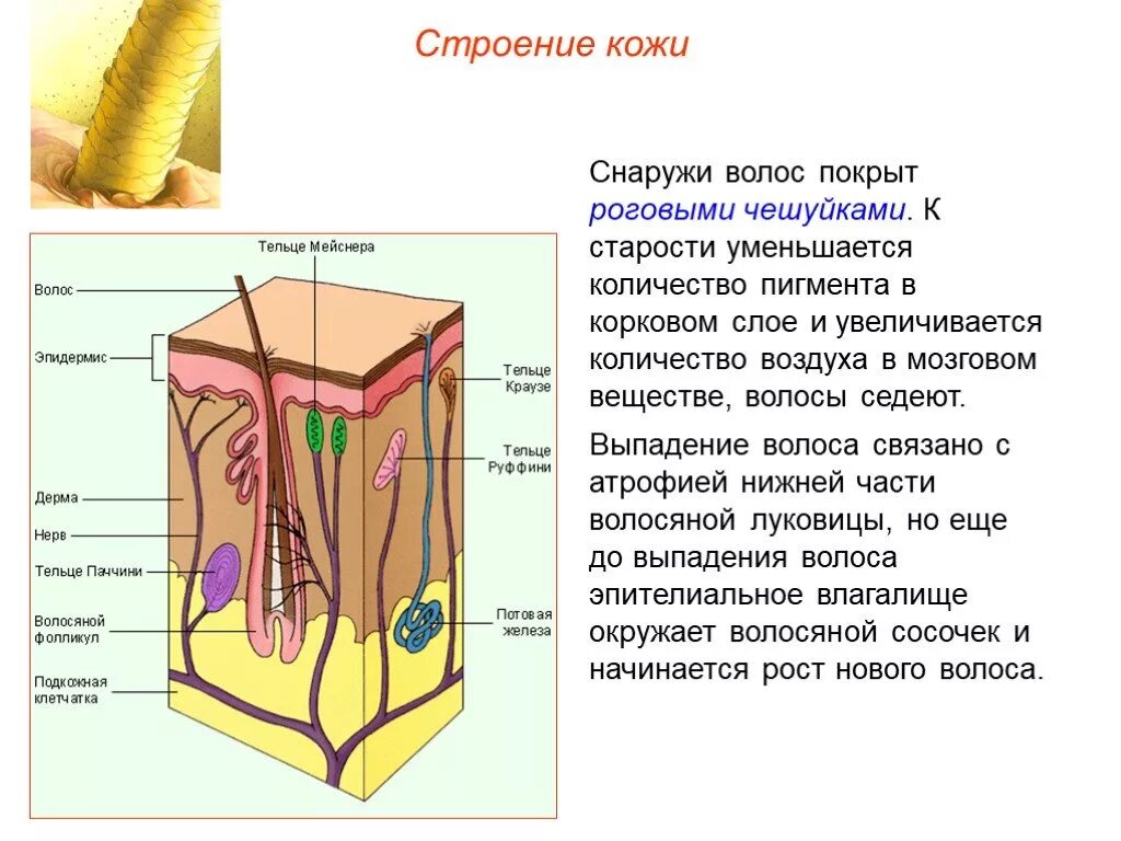 Какие структуры в дерме человека. Строение кожи меланин пигмент. Строение дермы кожи человека. Строение и функции кожи. Кожные железы и слои кожи. Покровы тела человека строение и функции кожи.