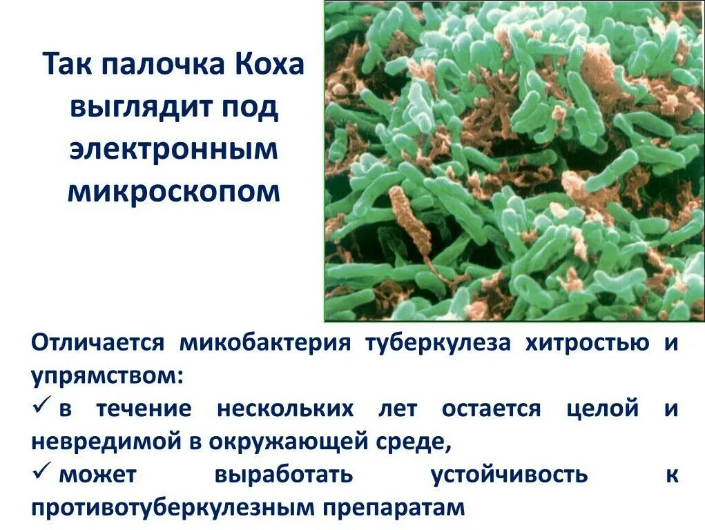Палочка Коха Mycobacterium tuberculosis. Туберкулез палочка Коха под микроскопом.