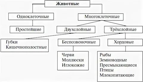 Группа многоклеточных организмов