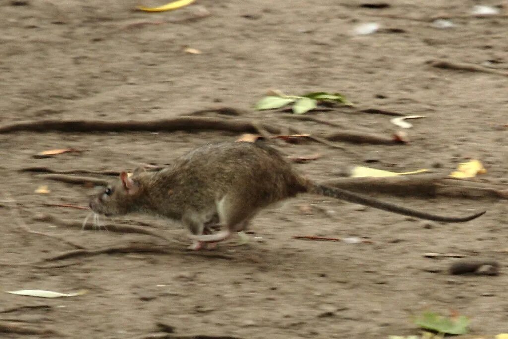 Полевая мышь убегает. Мышь бежит. Крыса бежит. Крыса убегает. Крыса прыгает.
