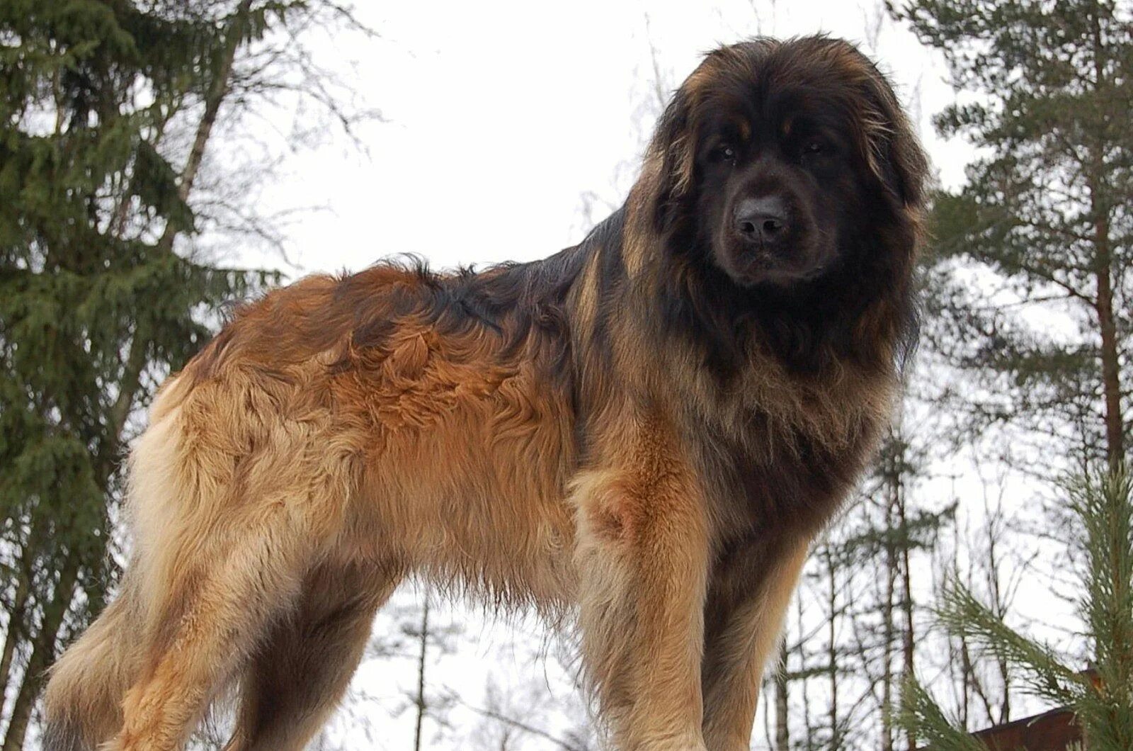Название крупных собак. Леонбергер Гросс. Большая собака Леонбергер. Алабай и Леонбергер. Леонбергер длинношерстный.