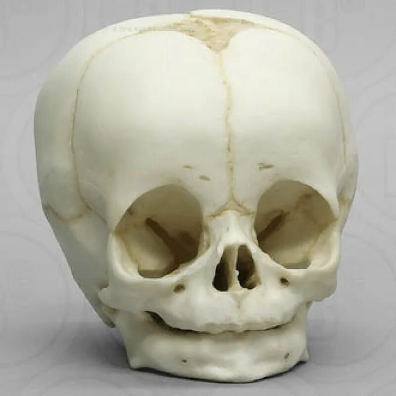 Детский череп анатомия. Череп малыша
