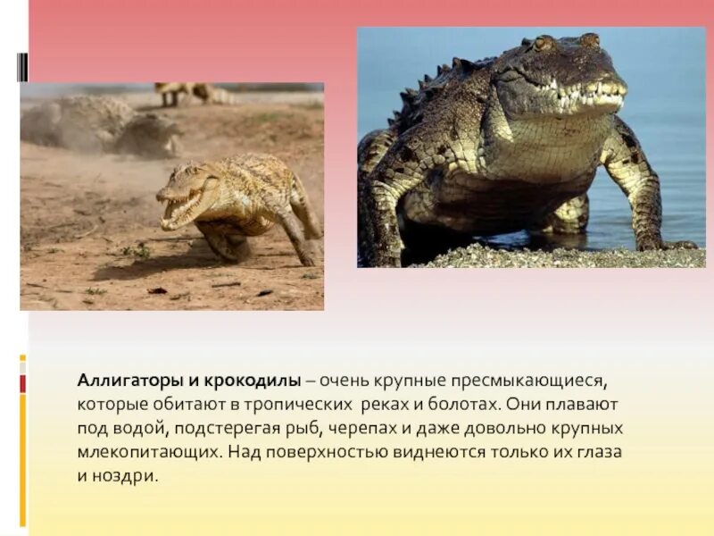 Сообщение на тему интересные факты о пресмыкающихся. Пресмыкающихся. Пресмыкающиеся окружающий мир. Пресмыкающиеся жарких стран 1 класс презентация. Рептилии презентация.