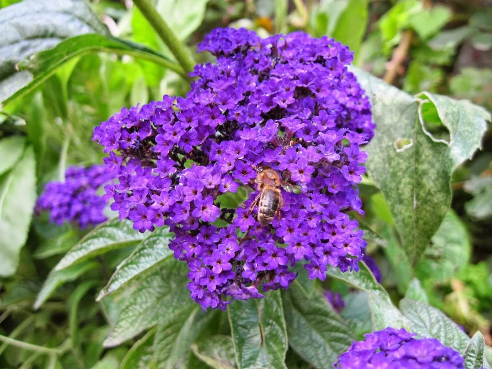 Гелиотроп выращивание из семян. Гелиотроп цветок. Гелиотроп перуанский. Гелиотроп выращивание из семян. Гелиотроп цветок морской бриз.