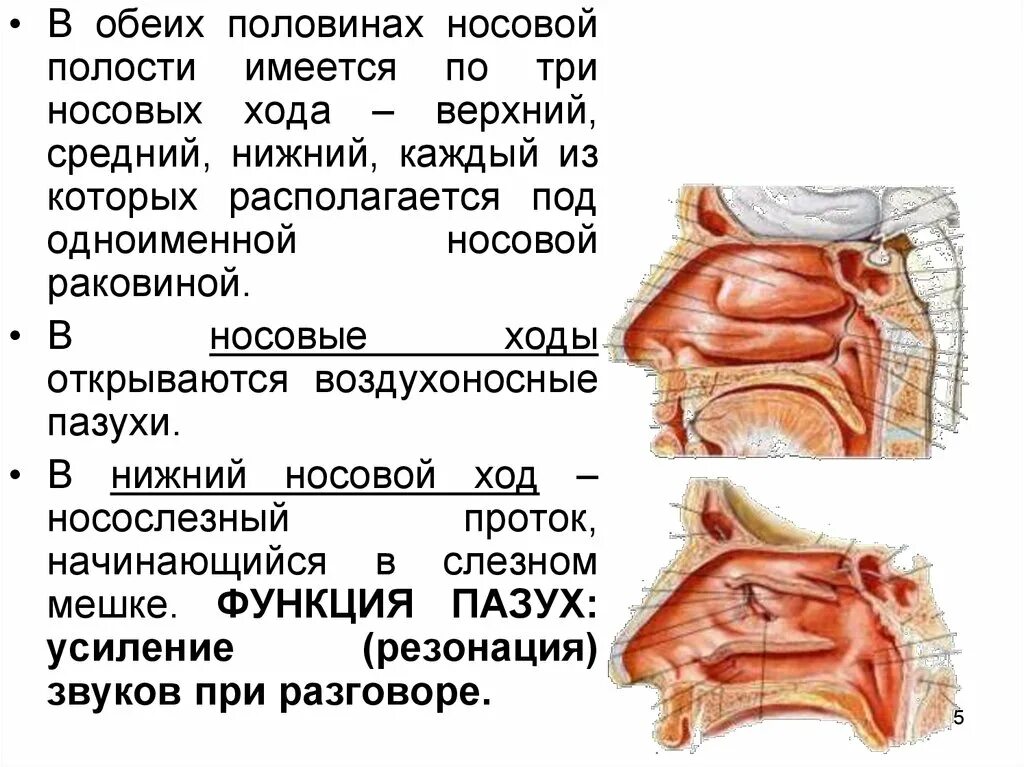 В верхний носовой ход открывается пазуха. Воздухоносные пазухи носовой полости. Носовая полость носовые ходы. В носовыеходы открывают. Полость носа ходы.