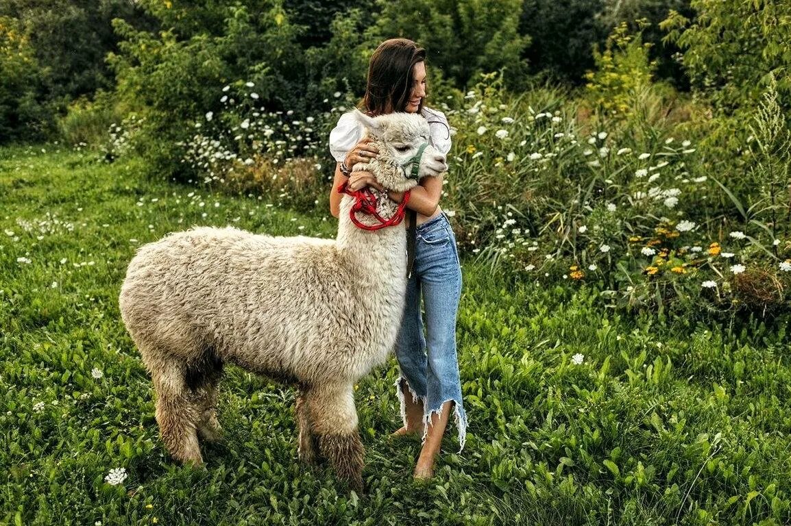 Криа альпака. Альпака на травке. Ламы и альпаки. Альпака парк в москве. Ягненок альпаки.