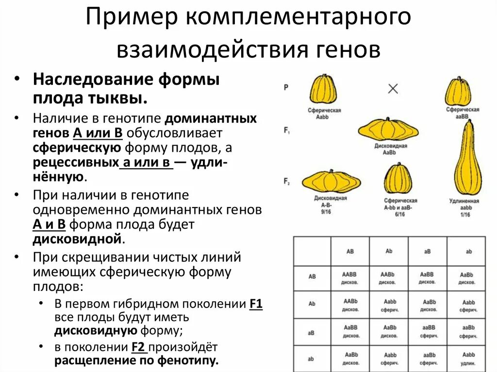 Комплементарное взаимодействие неаллельных генов. Наследование формы плодов у тыквы. Тип наследования комплементарность. Взаимодействие неаллельных генов комплементарность. Расщепление аллельных генов