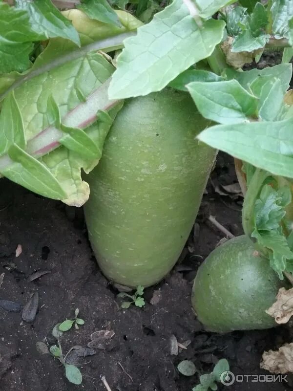 редька маргеланская посадка. маргеланская редька сорта. маргеланская редька всходы. лоба маргеланская редька лобо китайская редька. плазмас редька маргеланская.