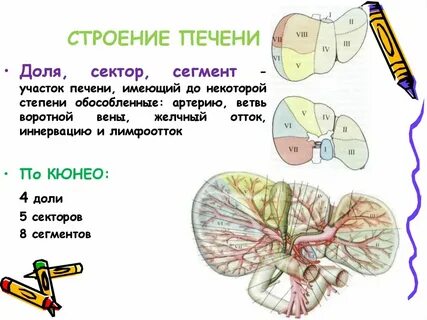 Доли печени схема