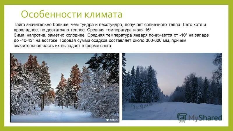 Зимняя температура в тайге. Климат тайги зимой и летом. Особенности климата тайг. Климат в тайге зимой. Климат средней тайги в России.