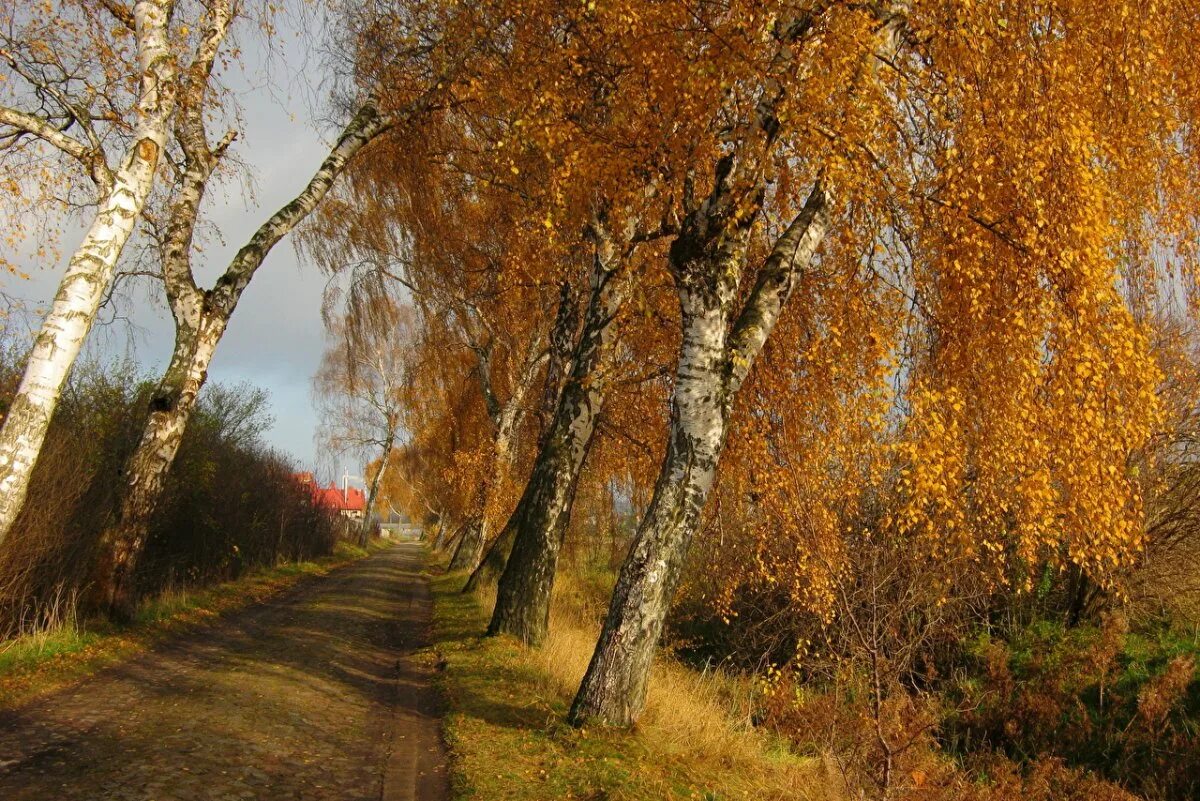 Красуются березки. Осенняя береза. Береза осень. Береза ранней осенью. Ранняя осень березы.