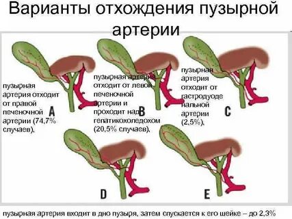 Печеночная артерия отходит