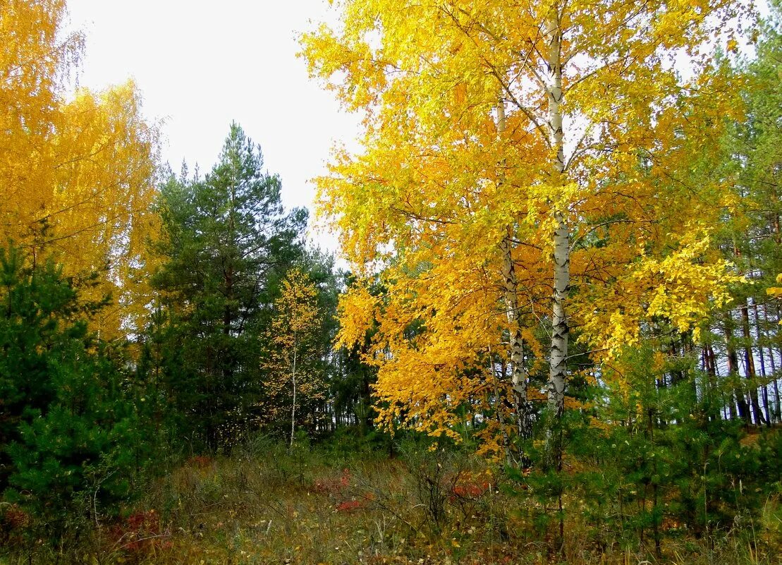 Елки березки. Лес березы и ели осенью. Золотая осень березы. Лес ёлки и берёзы осенью. Ель в осеннем лесу.