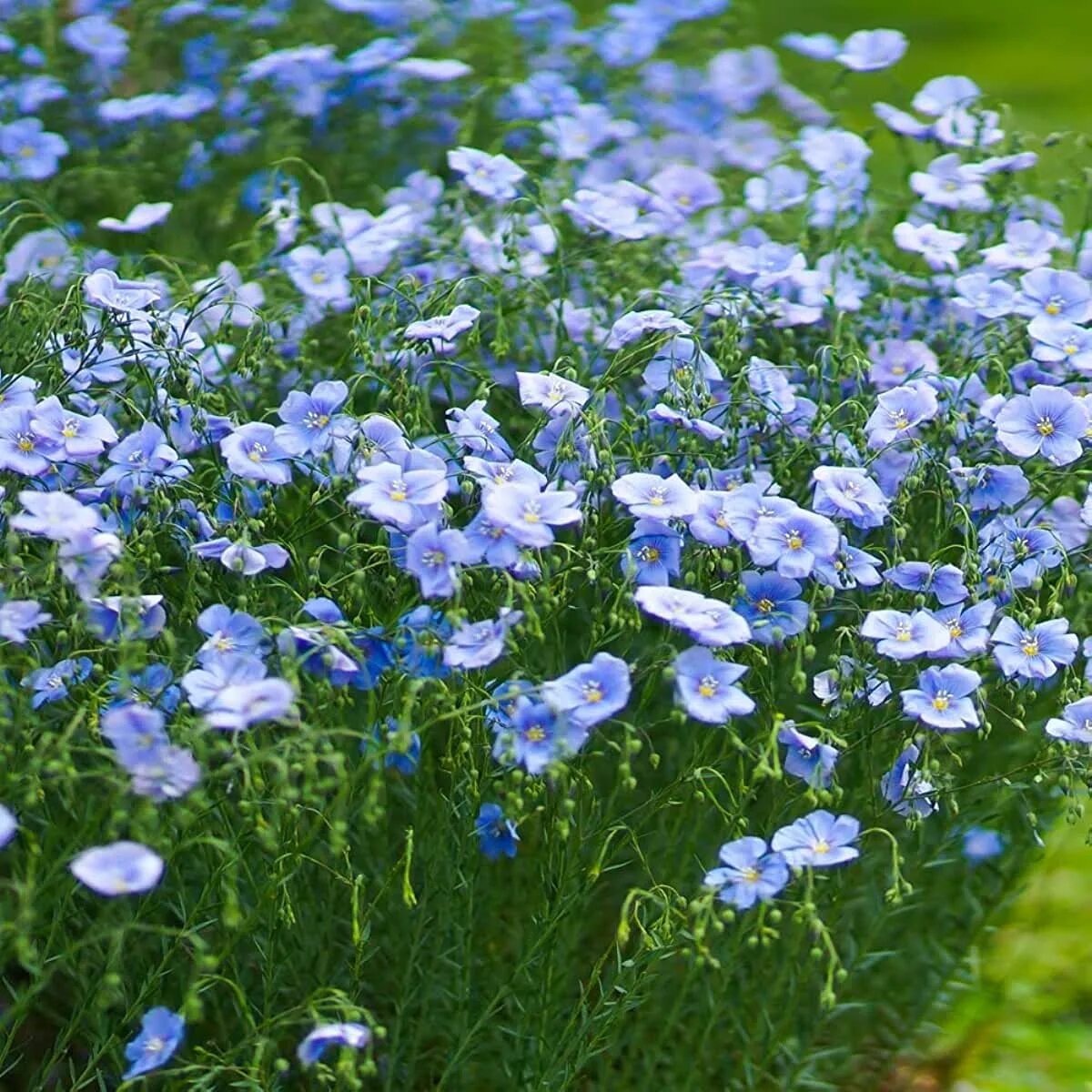 Семена льна цветы. Лен многолетний Блу. Лен многолетний Linum perenne. Лён обыкновенный долгунец. Лен Диамант многолетний.