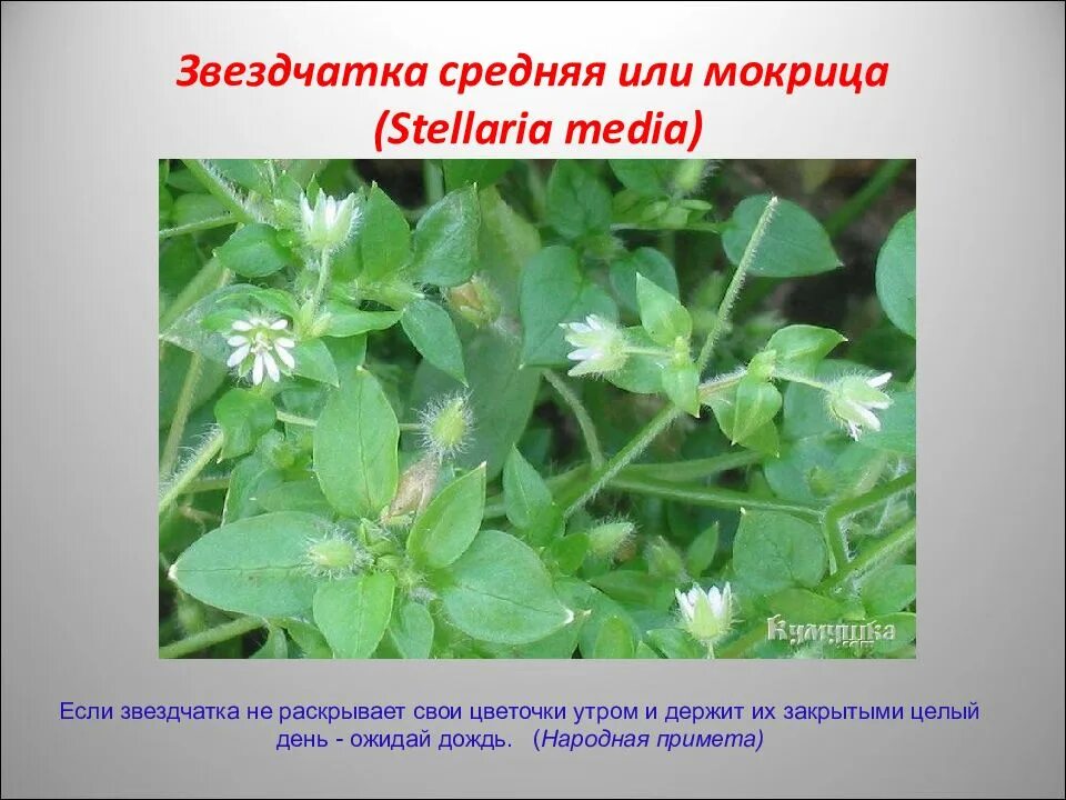 Мокрица трава. Звездчатка трава. Звездчатка средняя мокрица. Мокрица Stellaria Media.