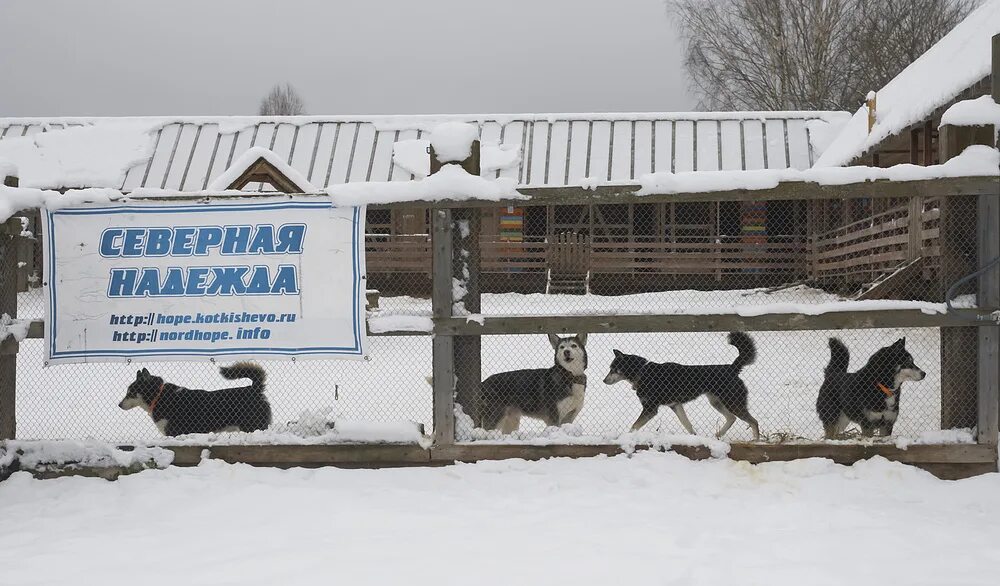 Собачий питомник в неи.