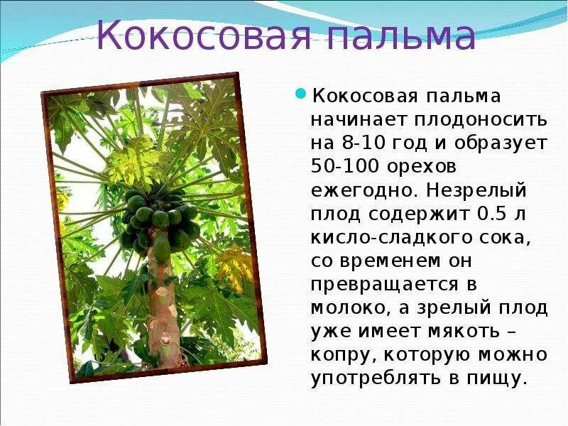 Сообщение про кокосовую пальму. Доклад про пальму. Кокосы на Пальме. Кокосовая Пальма очень кратко.