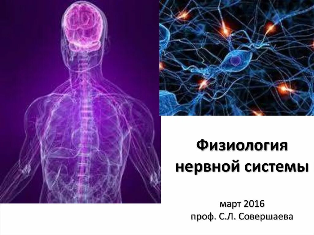 Нервная система человека память. Физиология нервной системы. Нервная система физиология человека. Нервы человека физиология. Физиологическая нервная система.