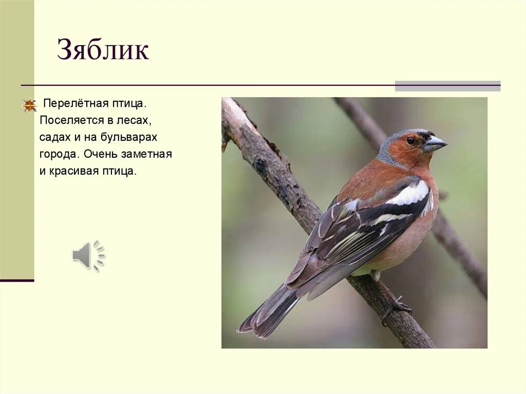 Зяблик перелетная птица или нет. Зяблик перелетная птица. Зяблик птица в полете. Информация о зяблике. Зяблик для детей.