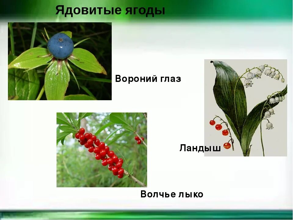 Несъедобные ягоды 2 класс окружающий мир. Ядовитые ягоды старшая группа. Ядовитые ягоды старшая группа. Ядовитые ягоды старшая группа. Ядовитые ягоды.