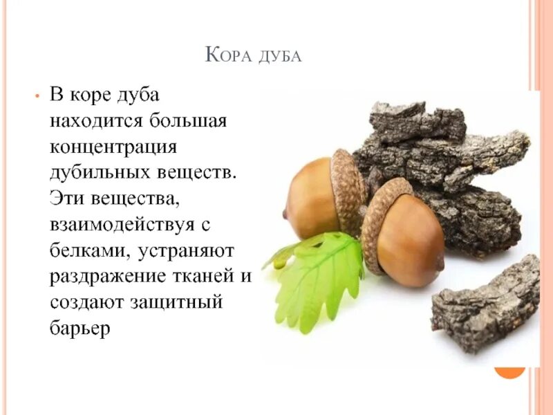 Порошок коры с эпакстткой. Полоскать горло корой дуба. Дубильные вещества в растениях. Дубильное вещество из коры растений 5 букв. Дубильное вещество из коры растений 5 букв.