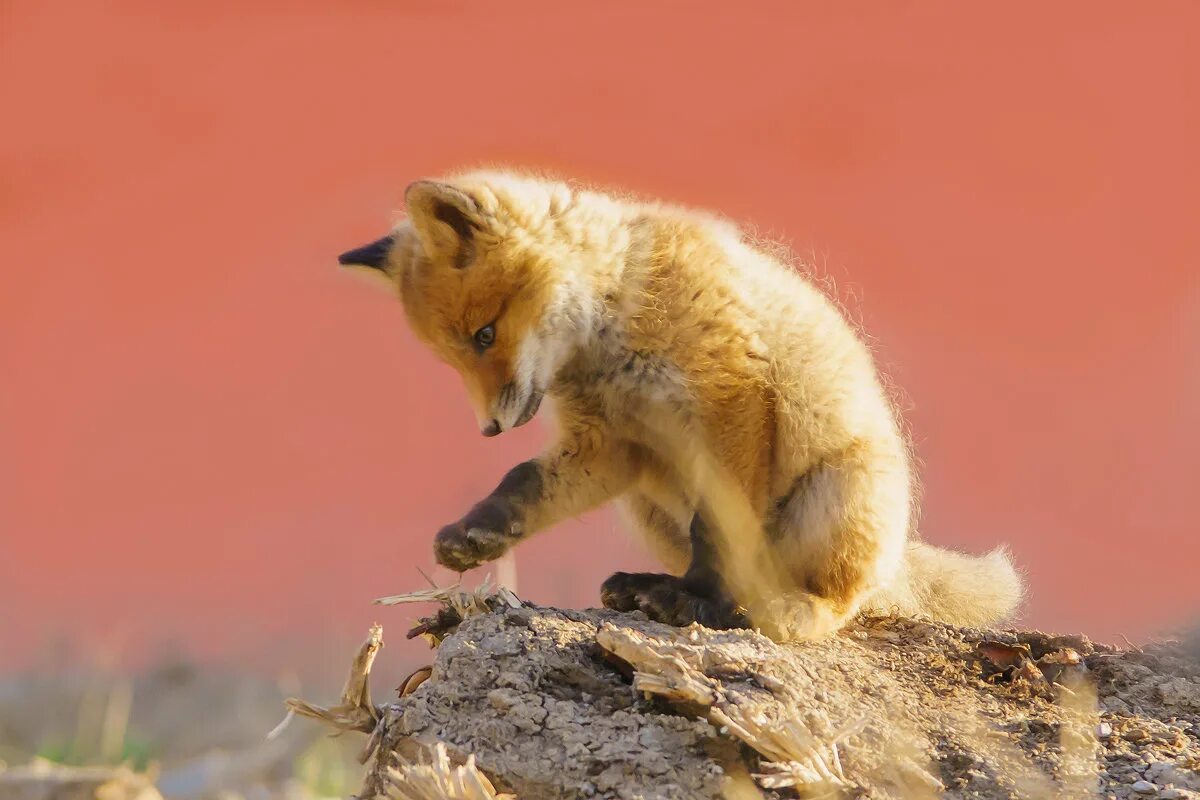 животные обаяние. красивые дикие животные. обоняние собаки. собаки. обыкновенная рысь детеныши.