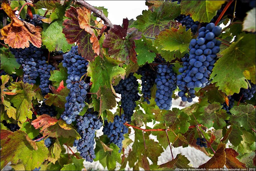Самый ранний виноград. Серсиаль сорт винограда. Коломбар виноград.