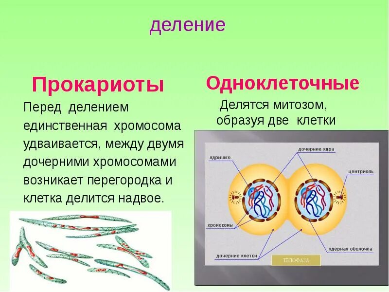 Постоянно делящиеся клетки. Почему клетки делятся. Какие структуры удваиваются перед делением клетки. Перед делением клетки количество