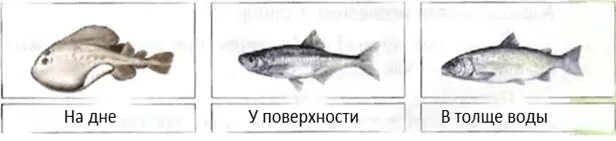 Особенности толще воды. Форма тела рыб. Форма тела рыб обитающих в толще воды. Форма тела рыб на разной глубине. Какие рыбы кормятся у поверхности на дне и в толще воды.