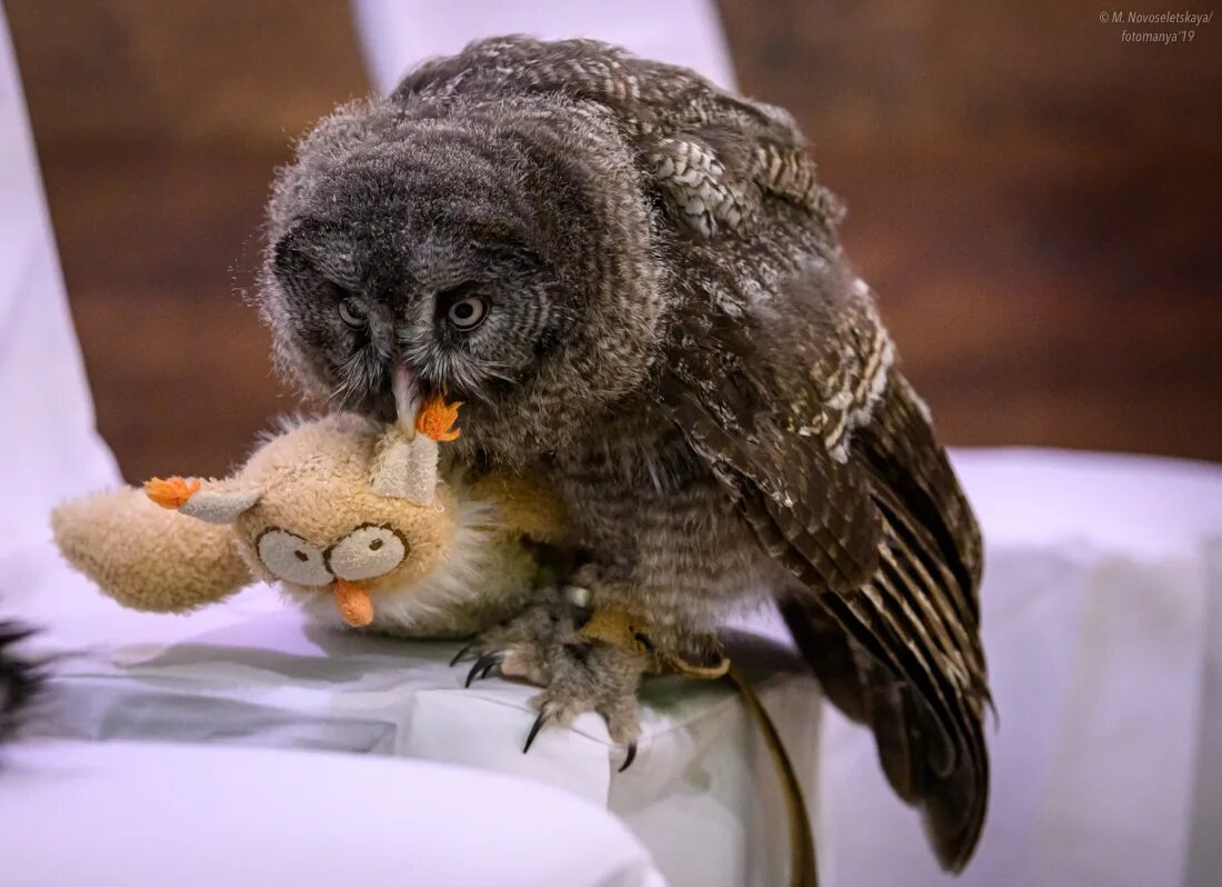 Для детей. Совенок живой. Бородатая сипуха сова. Легенды ночных стражей копуша. Сова играющего игравшего.