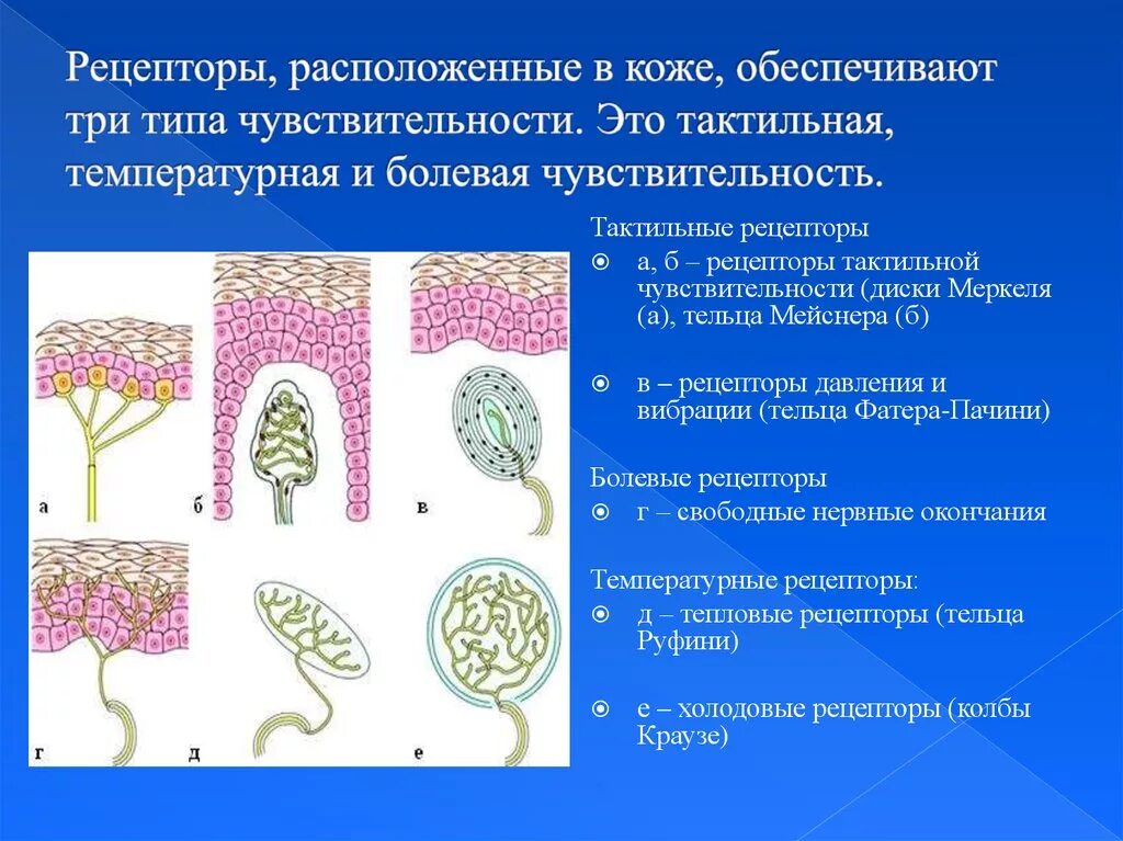 Рецепторы кожи выполняют функцию. Тактильный анализатор температурный анализатор. Тактильные рецепторы кожного анализатора. Анализаторы болевой температурной и тактильной чувствительности. Функции рецепторов кожного анализатора.