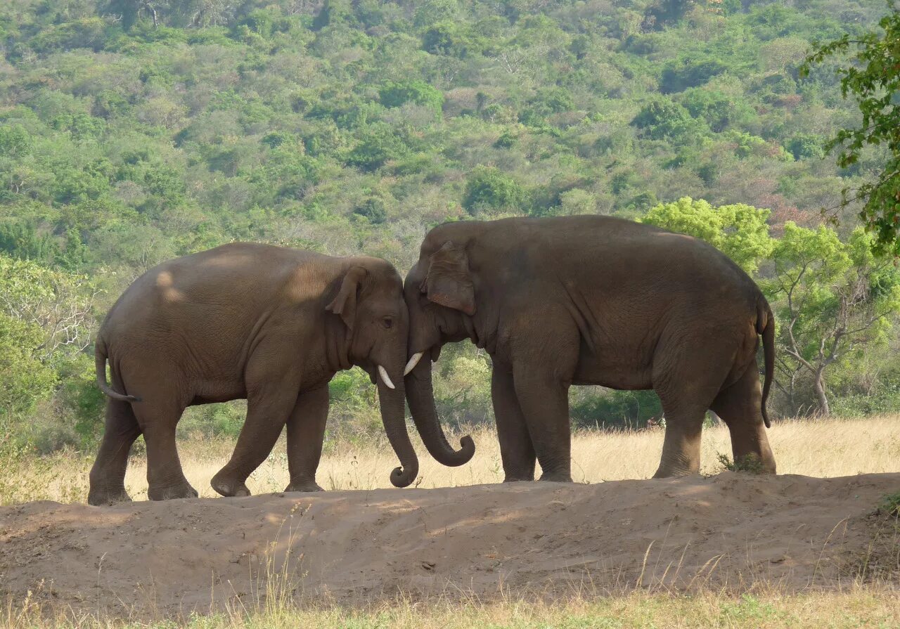 Индийский слон. Слоны фото. Индийские слоны. Слоны в дикой природе. Two elephants