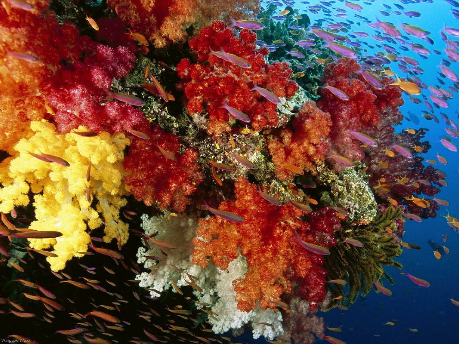 Древние коралловые рифы. Коралловый риф в Австралии. Подводный мир кораллы. Разноцветные водоросли. Море кораллы водоросли.