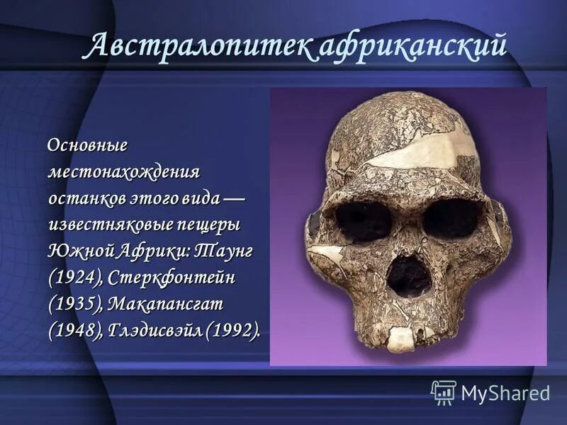 Человек умелый сходство с человеком. Австралопитек презентация. Австралопитек это в биологии. Австралопитек ареал обитания на карте. Австралопитек афаренсис.