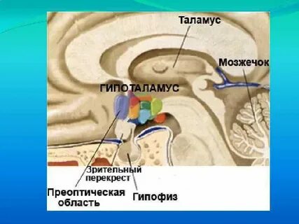 Терморегуляция мозга